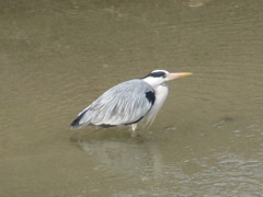 川を歩くサギ①