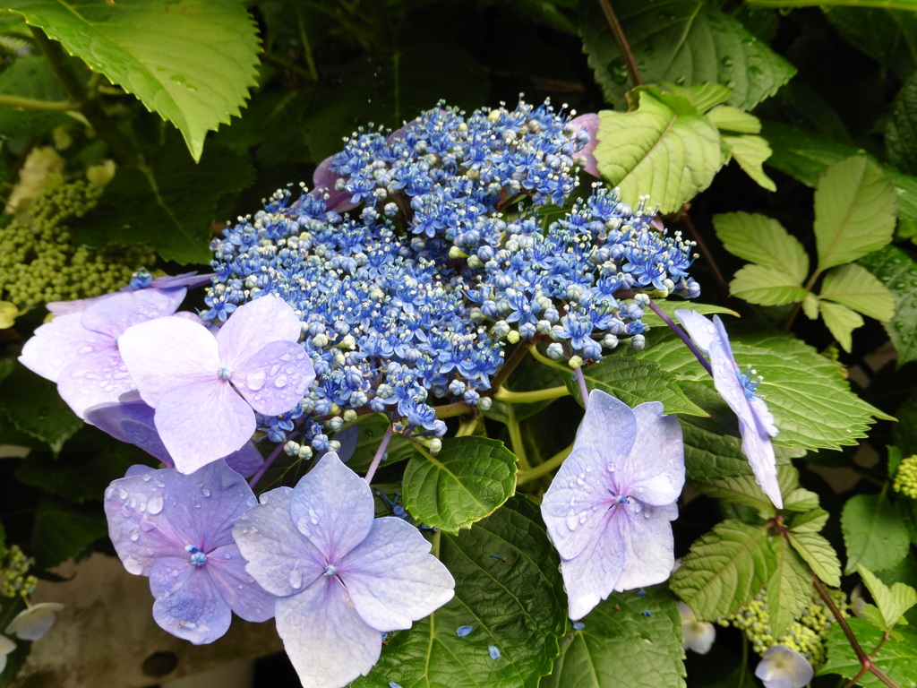 雨の濡れた花々④