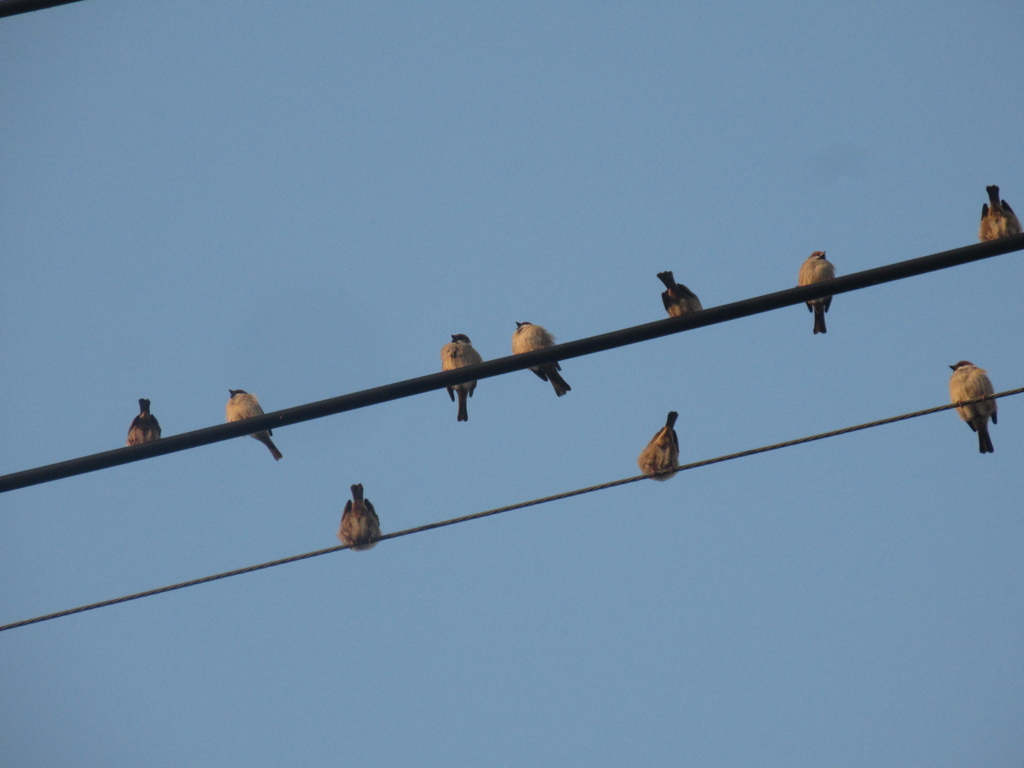 佐賀の田舎にてスズメの大群が⑧
