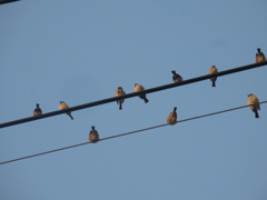 佐賀の田舎にてスズメの大群が⑧