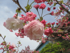 福岡の桜　⑥