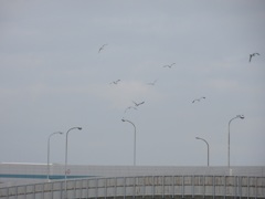 港周辺を飛びまわるユリカモメの群れ