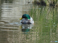 池のカモさん④