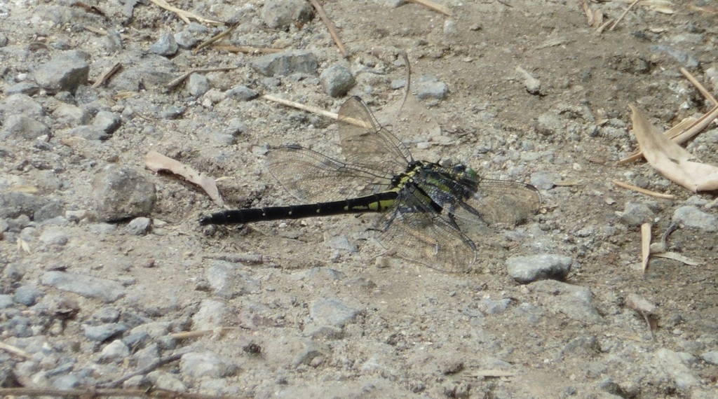 岩場にとまるトンボ