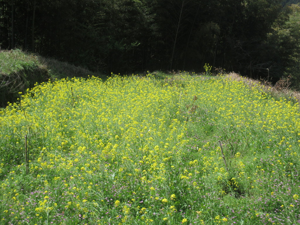 一面に咲く菜の花