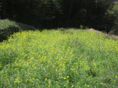 一面に咲く菜の花