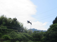 飛んでいくサギの姿