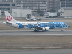 青のジンベエ到着