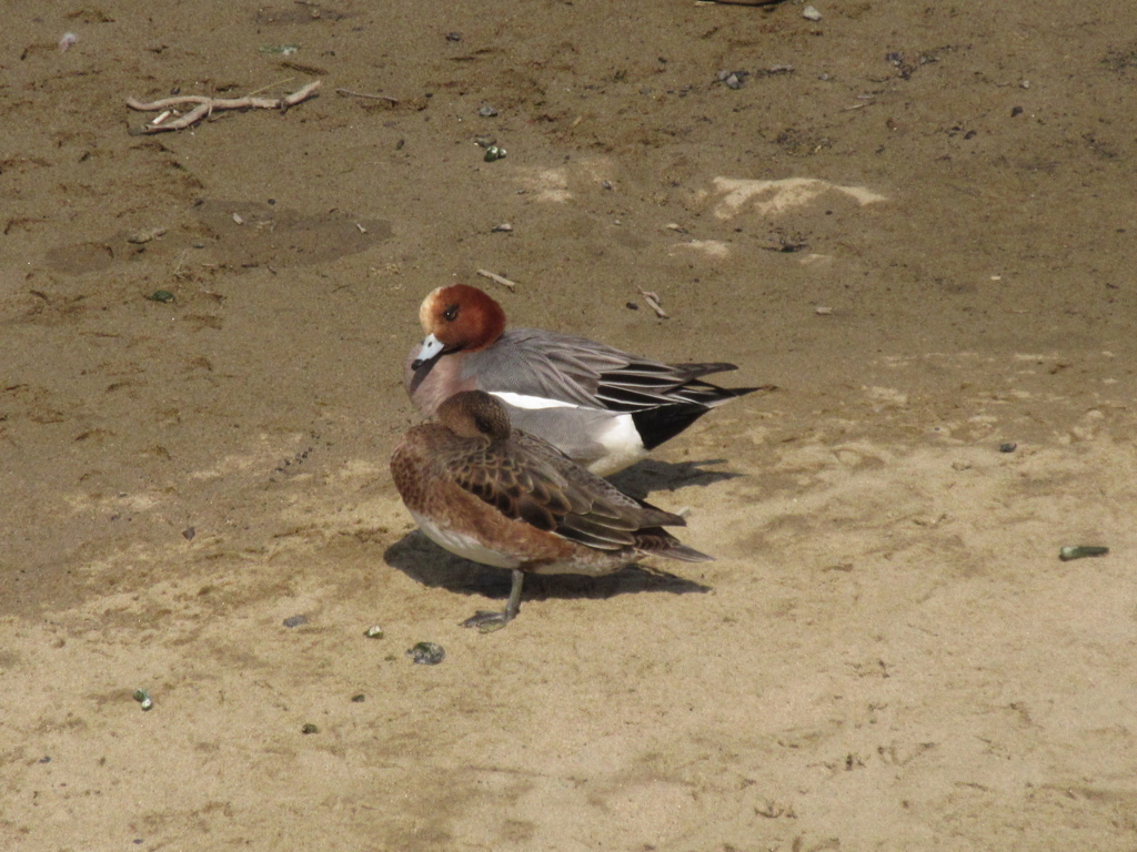 川辺でくつろぐカモたち②
