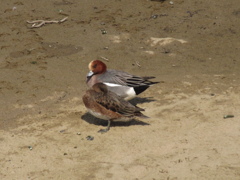川辺でくつろぐカモたち②