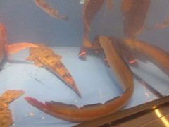 水槽の中の魚たち⑩