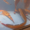 水槽の中の魚たち⑩