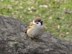 公園のスズメ①