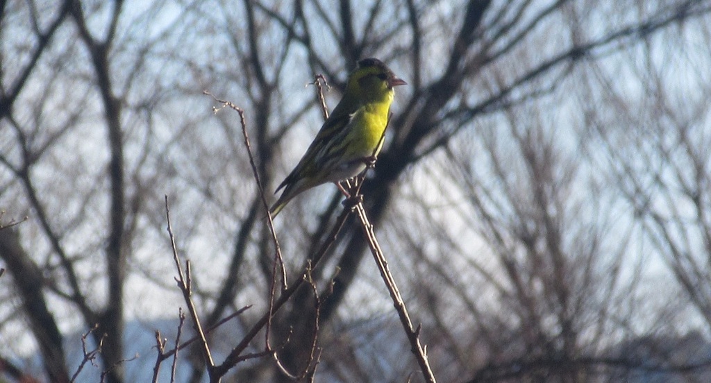 枝の上の鳥