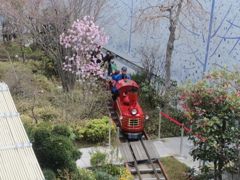 博多シティ屋上の桜　④