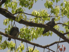 木の上をくつろぐ鳩