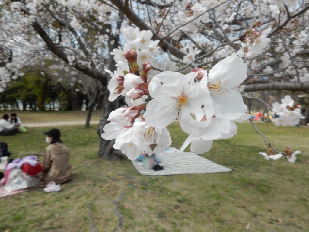 福岡城の桜　②