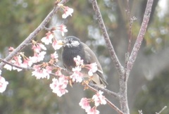 ヒヨドリと桜　⑤