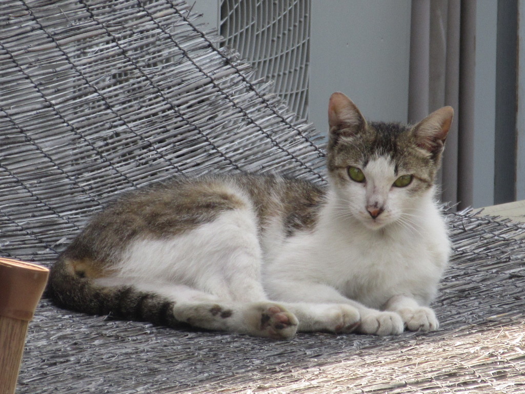 日なたぼっこする猫ちゃん