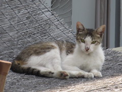 日なたぼっこする猫ちゃん