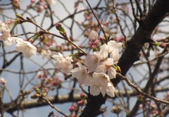 福岡の桜の開花③
