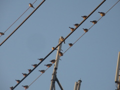 佐賀の田舎にてスズメの大群が⑥