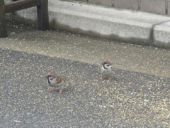 餌に群がるスズメたち③