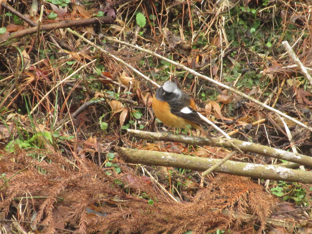 枝の上にとまるジョウビタキ②