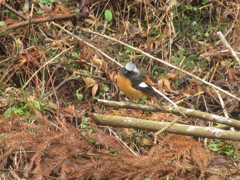 枝の上にとまるジョウビタキ②