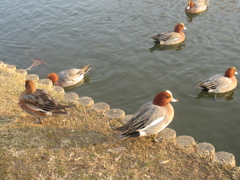 福岡城前の池を泳ぐカモの群れ⑧