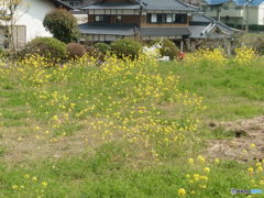 一面に咲く菜の花①