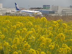 福岡空港R16付近の菜の花④