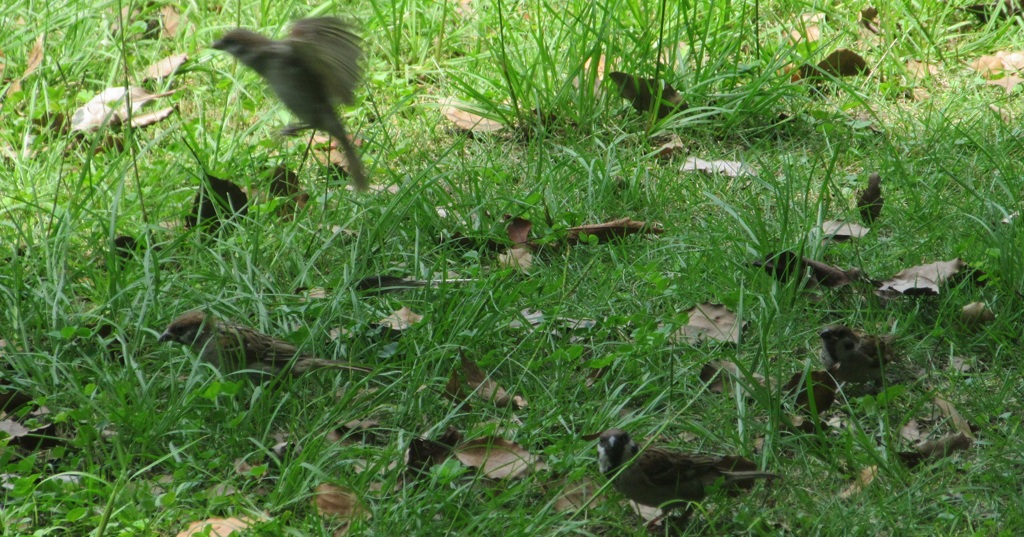 飛ぶスズメと見つめるスズメ