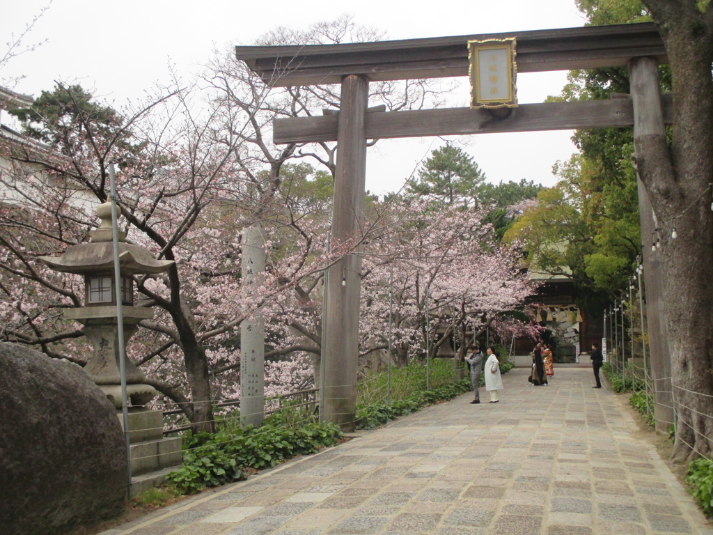 小倉城公園の桜　②