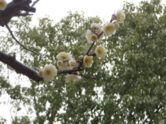 公園で撮影した梅の花