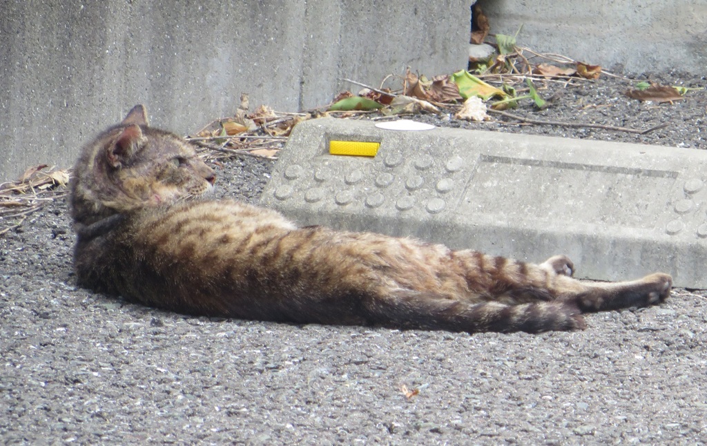 日陰で寝そべってる猫