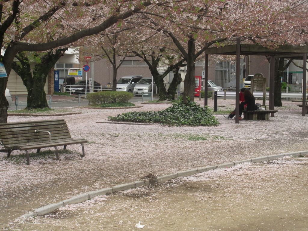 散る桜④