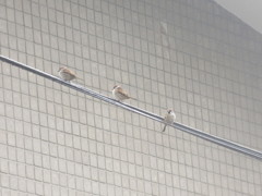 3匹仲良く