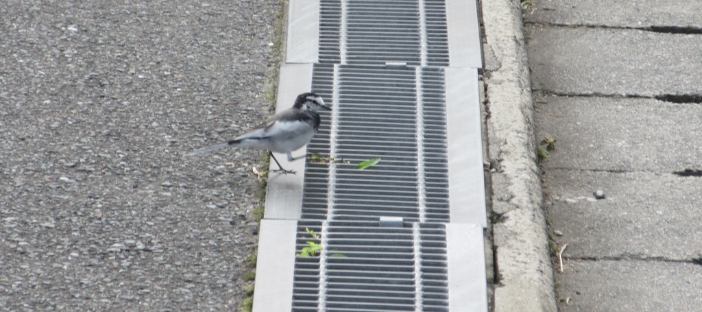 水路の前で立ち止まるセキレイ