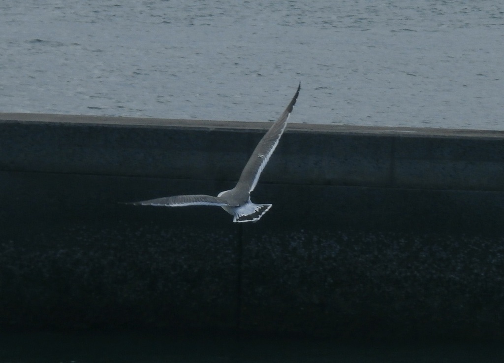 門司港で撮影した鳥の飛んでる姿