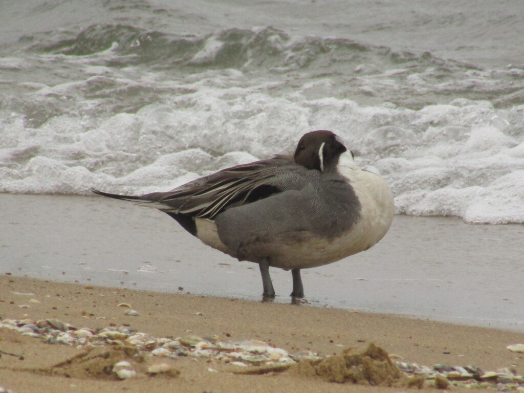 海辺の鳥たち　③