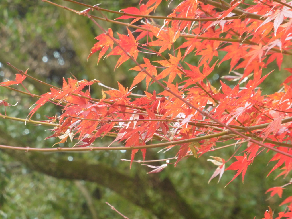 寒さで色づいた紅葉③