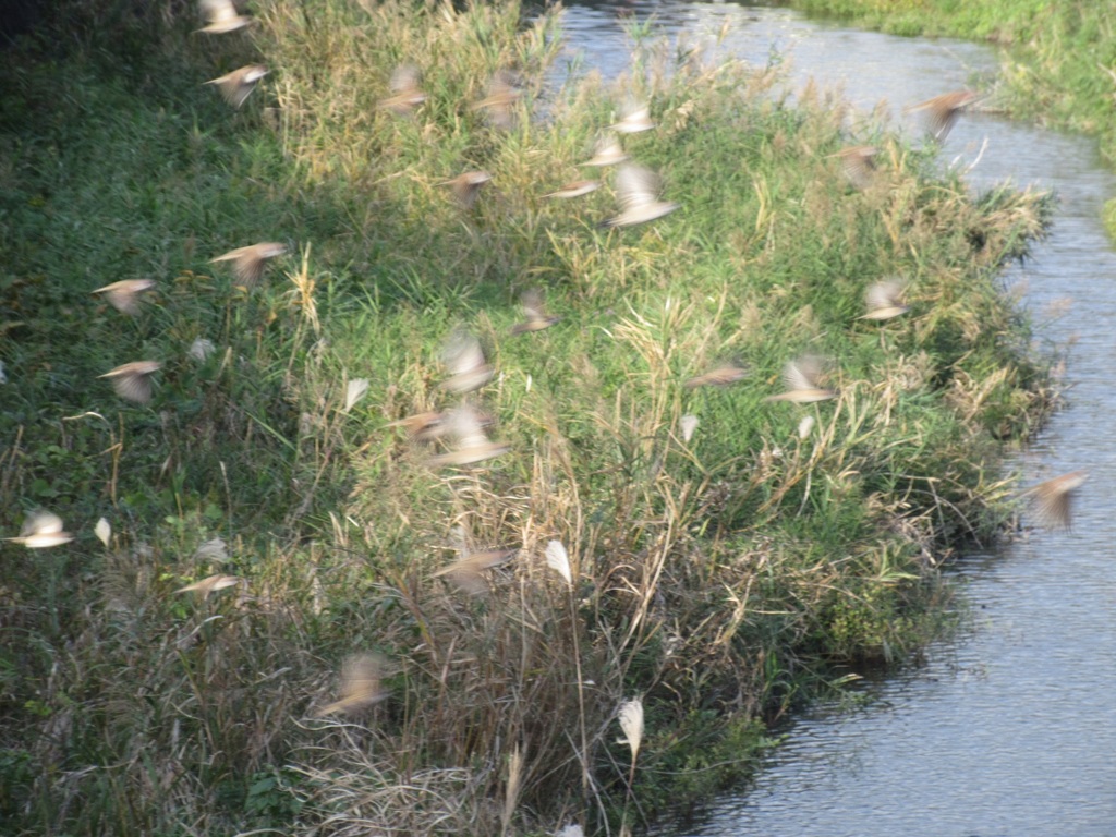 いっせいに羽ばたくスズメの群れ　②