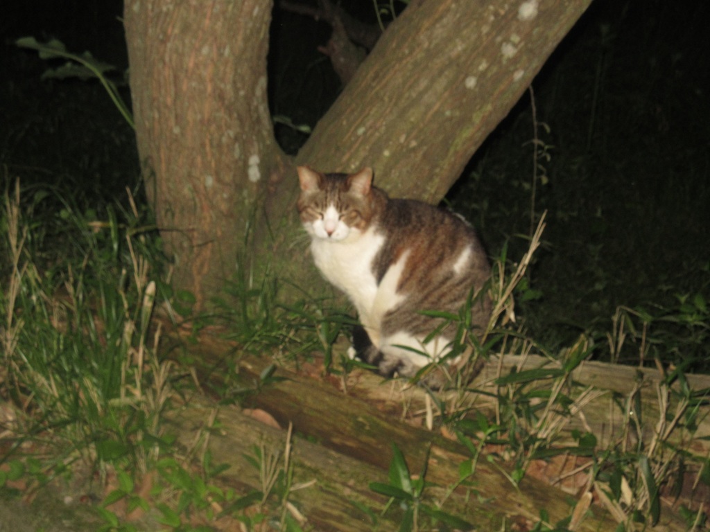 暗闇の中で遭遇した猫ちゃん②