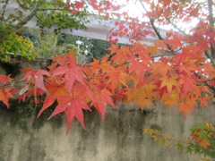 紅葉が見ごろです⑤