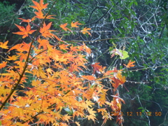 雨の紅葉