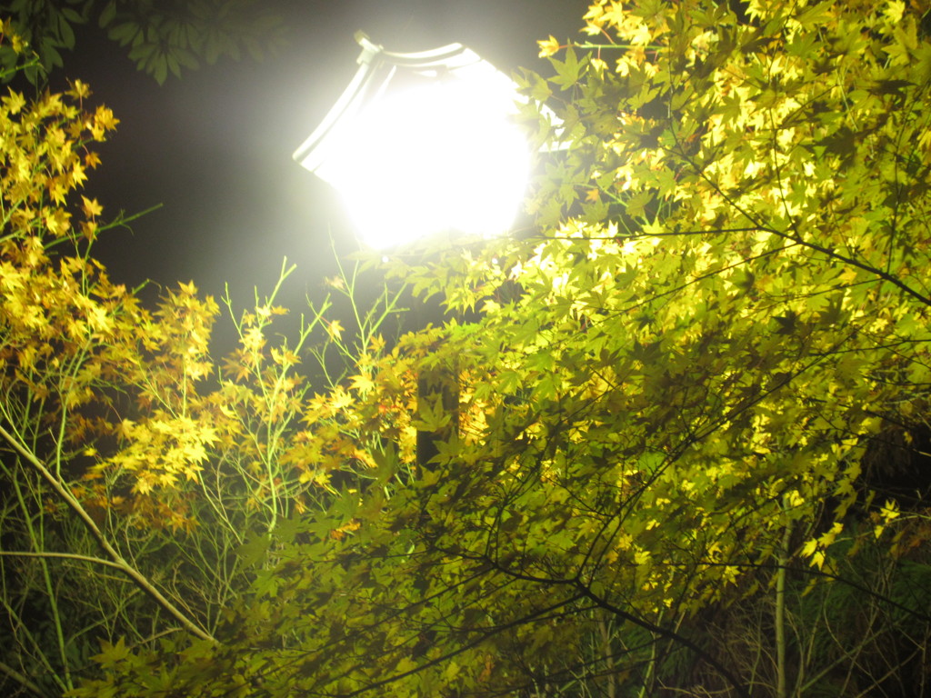 街灯と紅葉②