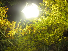 街灯と紅葉②