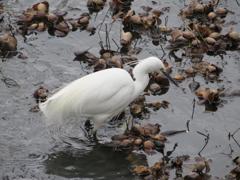 公園の池で見かけたサギ