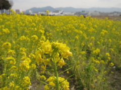 福岡空港R16付近の菜の花②